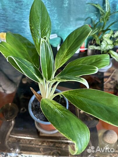 Комнатные цветы аглонемы
