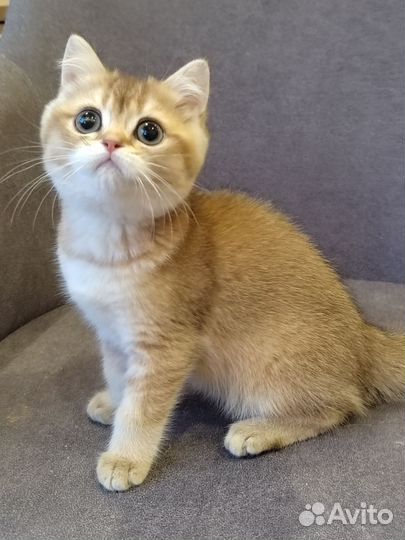 Золотой британский мальчик