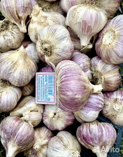 Домашний чеснок