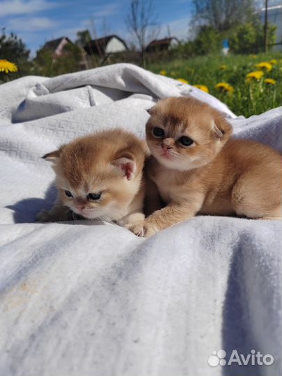 Шотландская кошечка