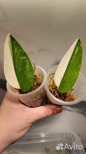 Сциндапсус Мунлайт Альбо