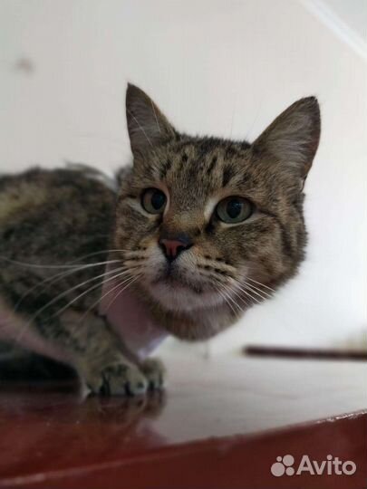 Отдам кошечку