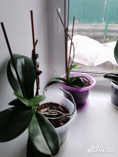 Орхидея дендробиум