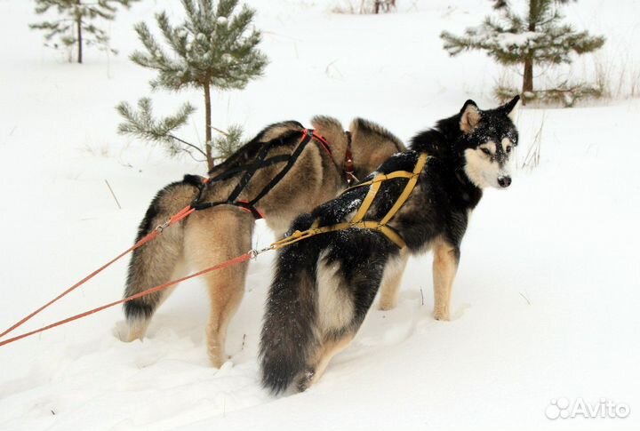 Шлейка грузовая и ездовая