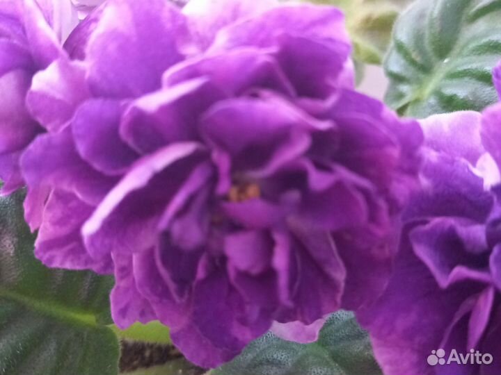 Фиалка Свежий Лист