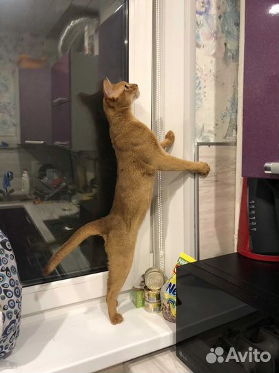 Абиссинский кот вязка