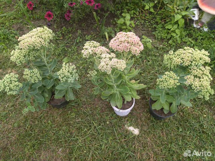 Очиток - саженцы для сада