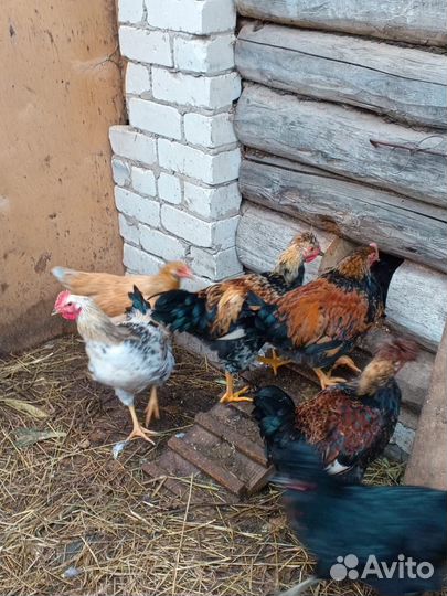 Продаются петухи