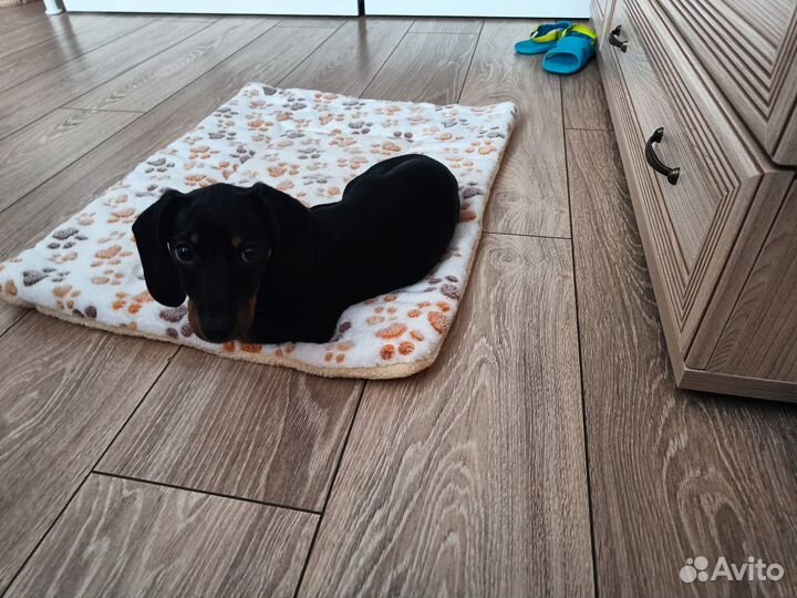 Карликовая такса щенки