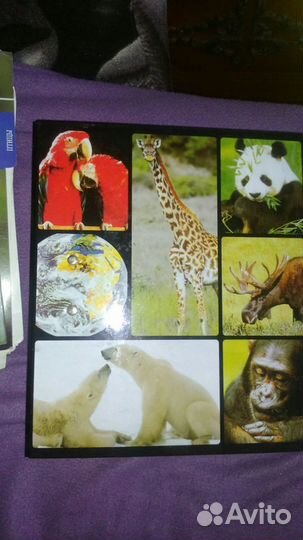 В мире дикой природы