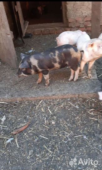 Поросята