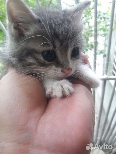 Отдам бесплатно в добрые руки