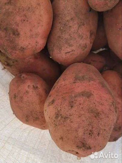 Продам картофель