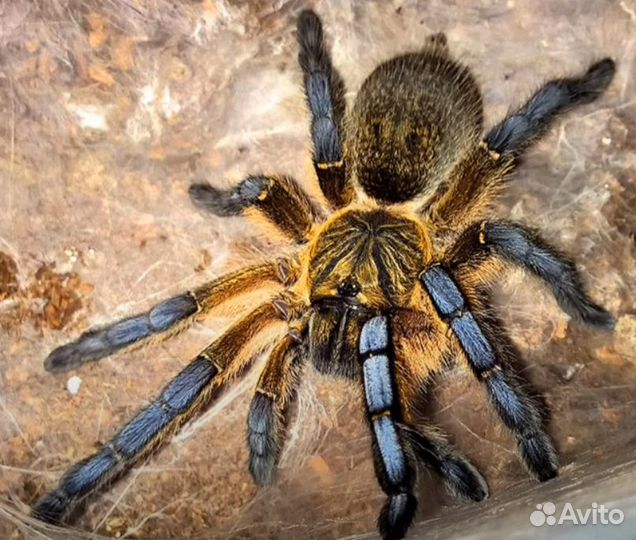 Пауки Птицееды разных видов