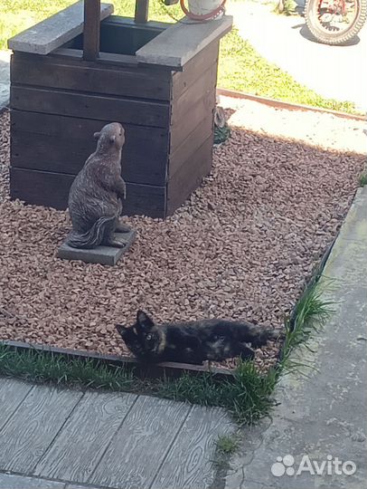 Кошка