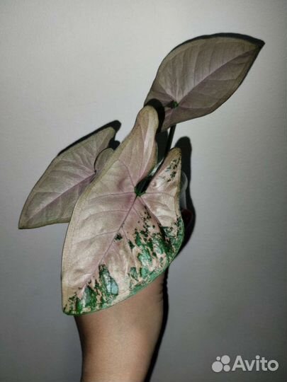 Сингониумы