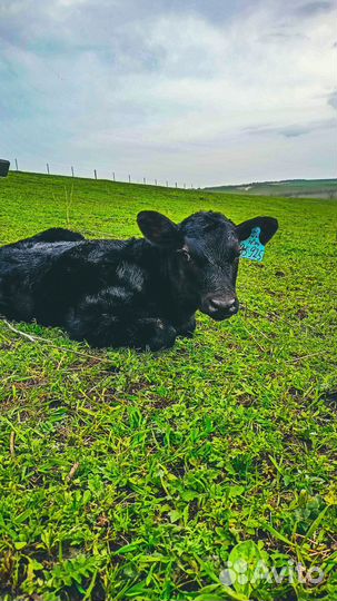 Ветеринарный врач на дом