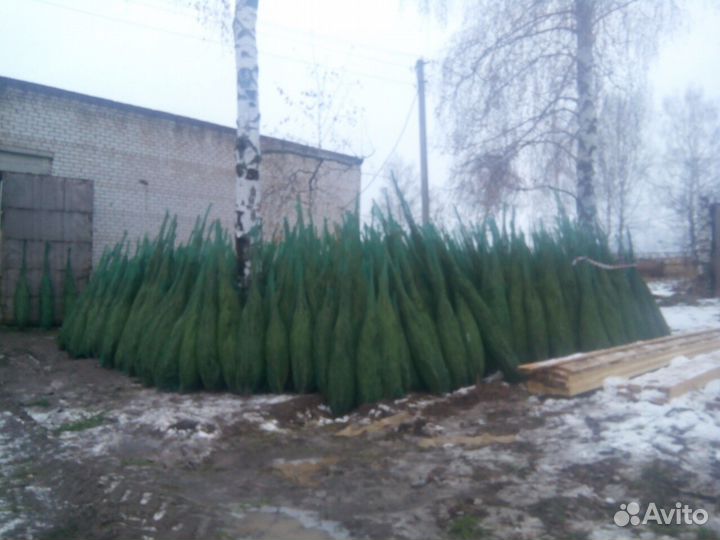 Новогодние елочки подрезанные