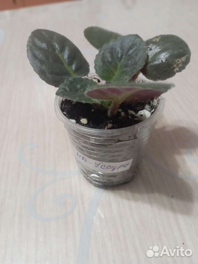 Детки сортовых фиалок