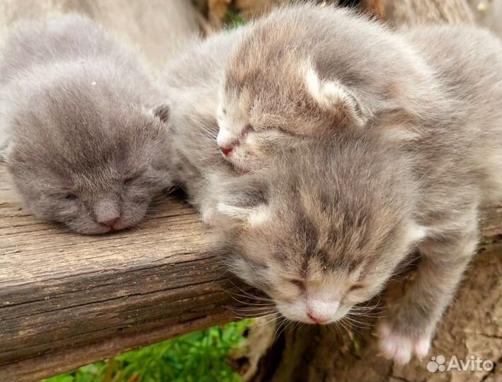 Шотландские котята