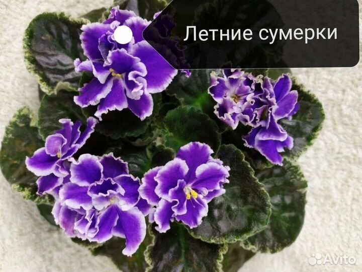 Продам свежесрезанные черенки фиалок
