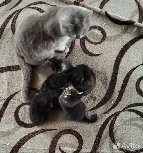 Британские котята