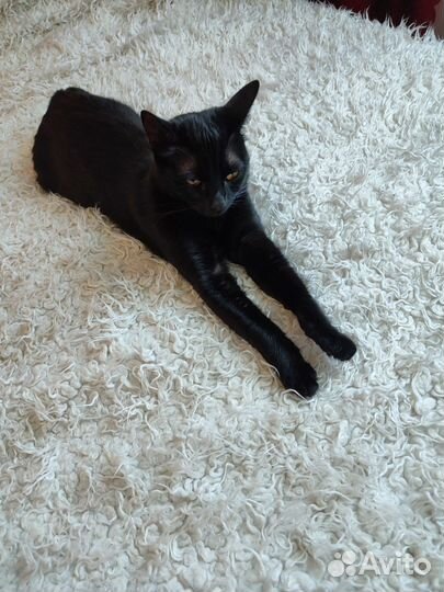 Черная кошка
