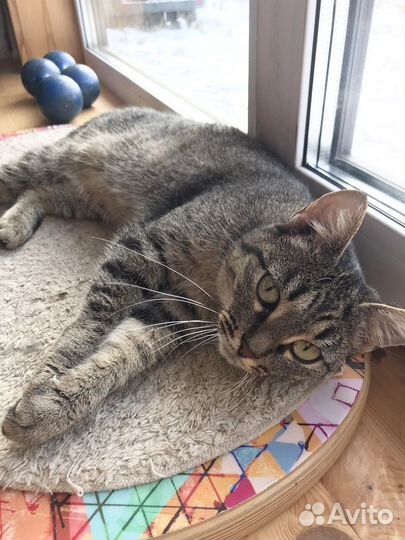 Кошка Рапунцель