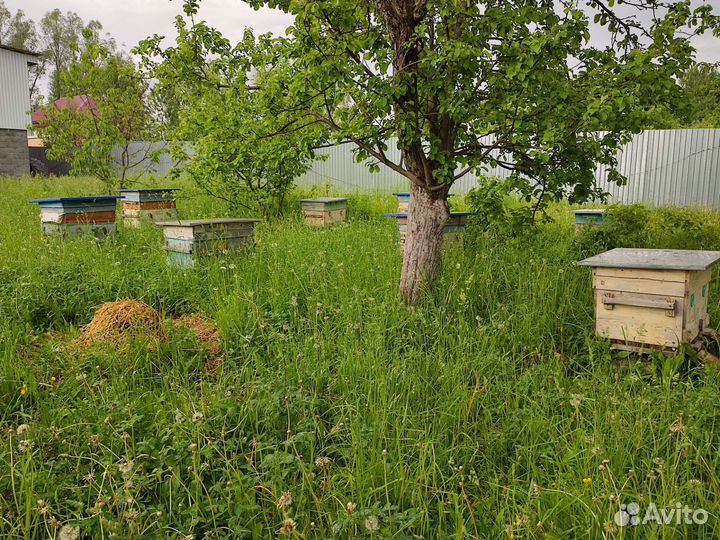 Пчелы с ульями