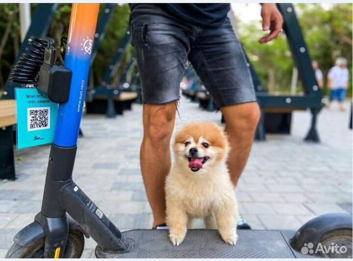 Электросамокаты Ninebot для кикшеринга