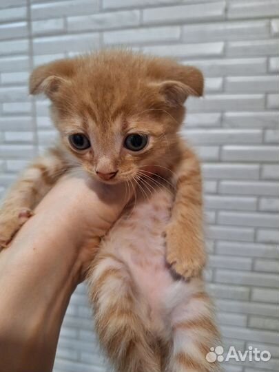 Вислоухие котята