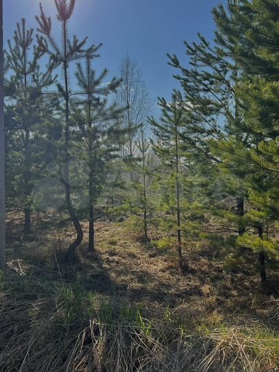 Участок 14 сот. (ИЖС)