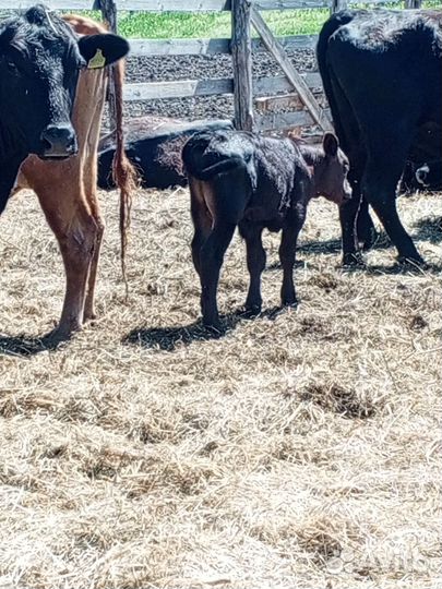 Коровы и бычки