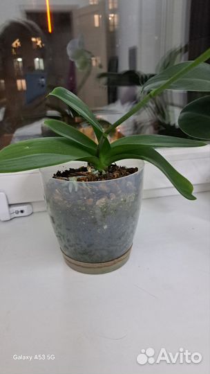 Орхидея фаленопсис белая цветёт