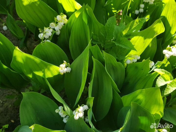 Ландыш садовый