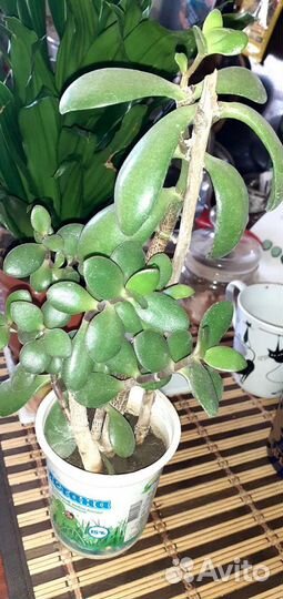 Толстянка.денежное дерево