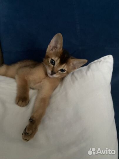 Абиссинский котёнок девочка