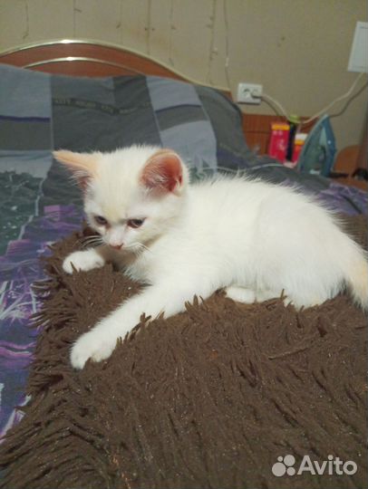 Котик в добрые руки