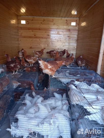 Курочки молодки несушки