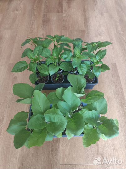 Рассада перца, баклажанов, коллекционных томатов