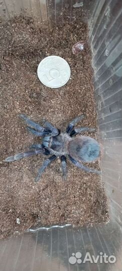 Птицееды, муравьи