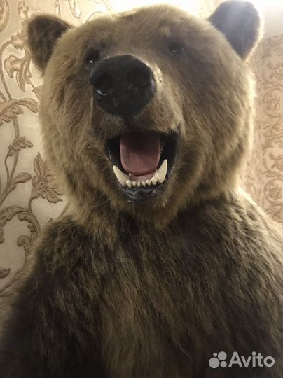 Продам мишаню