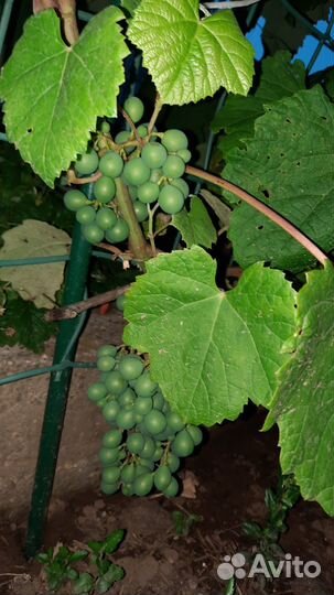 Саженцы винограда