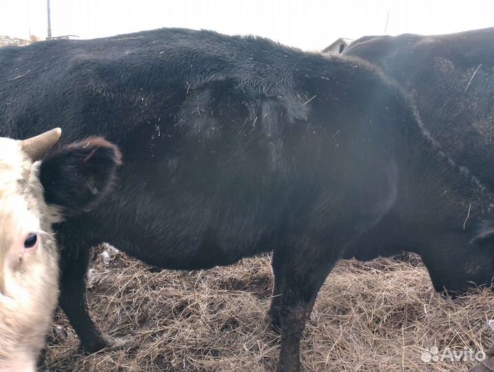 Корова стельная