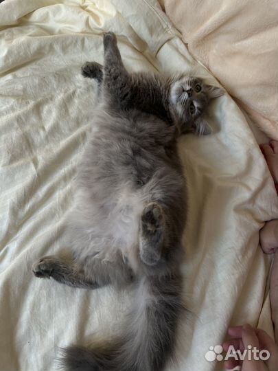Котенок