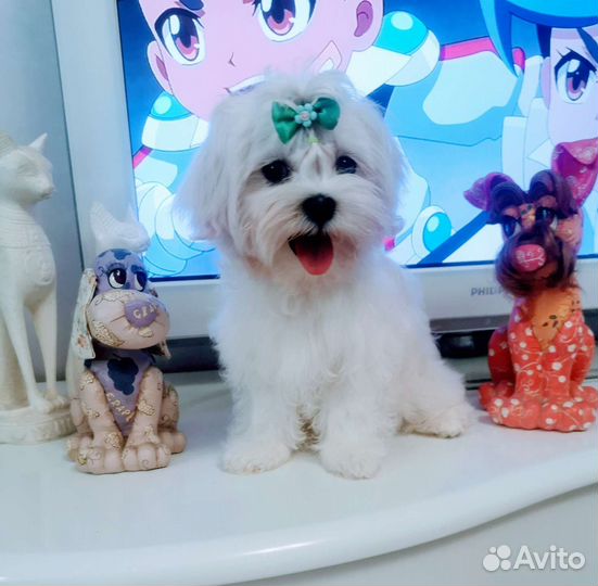Мальтийская болонка щенки. Мальтезе щенки мини