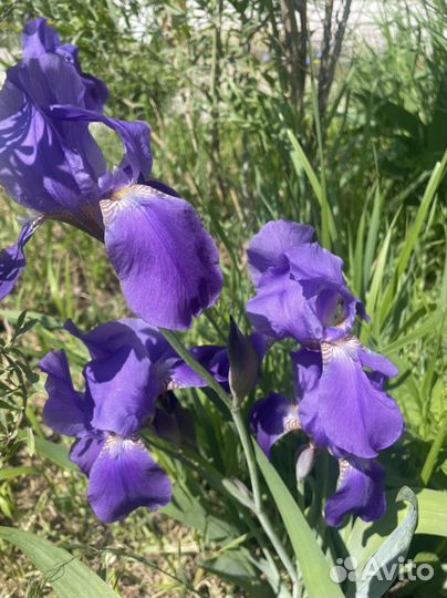 Пионы, ромашка, ирисы, - корень