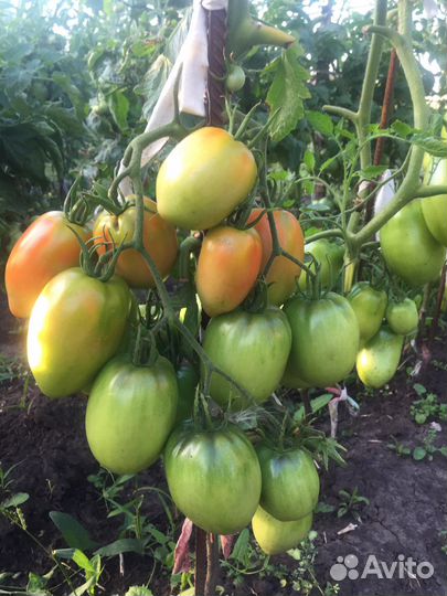 Помидоры, кабачки