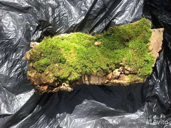 Кора пробкового дуба, лианы, корни, ветви, бамбук