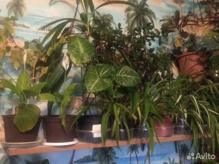 Цветы разные